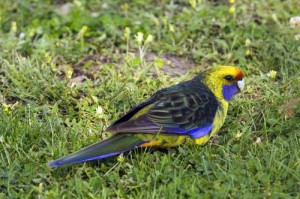 Green Rosella CREDIT: © M & G Therin-Weise