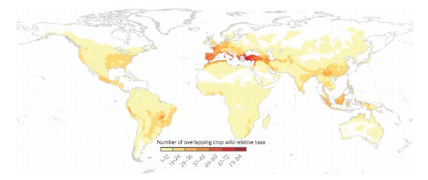 A map of the potential concentration of crop wild relatives globally. CREDIT: CIAT, Crop Trust, RBG