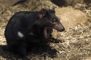 Tasmanian Devil CREDIT: © M & G Therin-Weise