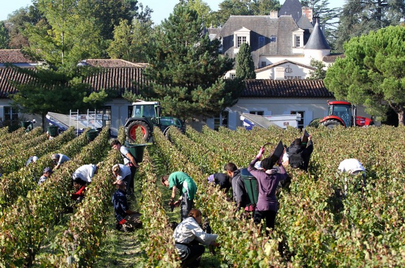 Workers collect red grapes in the vineyards of the famed Chateau Haut Brion, a Premier Grand Cru des Graves, during the grape harvest in Pessac-Leognan, near Bordeaux, southwestern France. A warmer world will push food prices higher, trigger “hotspots of hunger” among the world’s poorest people, and put the crunch on Western delights like fine wine, the Intergovernmental Panel on Climate Change concluded in 2014. CREDIT: AP Photo/Bob Edme