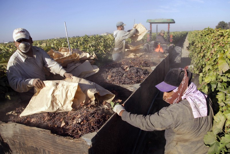 In this Sept. 24, 2013 file photo taken near Fresno, Calif., farmworkers pick paper trays of dried raisins off the ground and heap them onto a trailer in the final step of raisin harvest. CREDIT: AP PHOTO/GOSIA WOZNIACKA, FILE