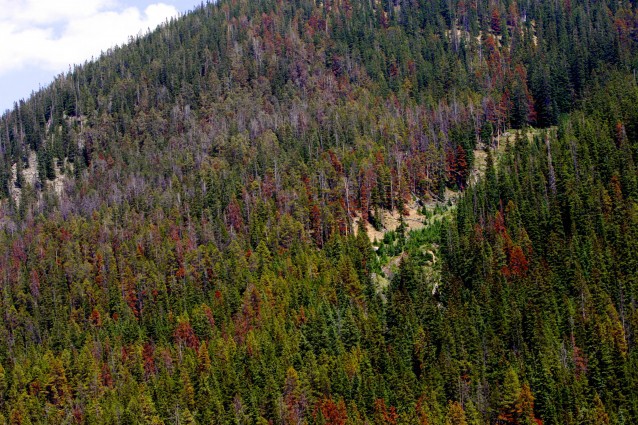 Brown pine trees killed by pine beetles in Colorado. CREDIT: AP Photo/Ed Andrieski
