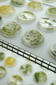 Different strains of algae shown at a Solazyme facility. CREDIT: AP Photo/Jeff Chiu