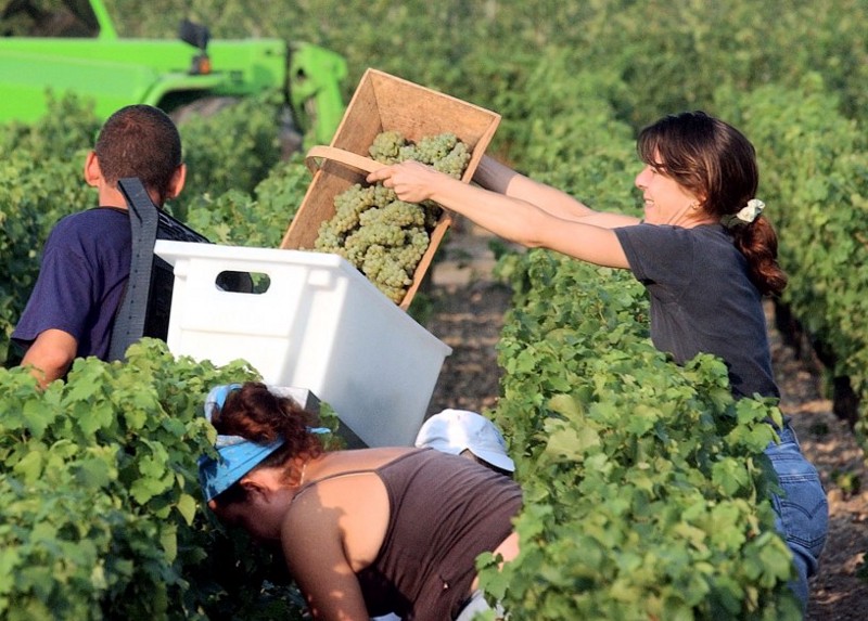 Grapepickers work in the top-growth vintage Chateau Haut-Brion, in Pessac, outside Bordeaux in August of 2003. French wine harvest began historically ahead of schedule that year following a heat wave that scientists attribute to climate change. Usually, ripe grapes are gathered sometime in September. CREDIT: AP Photo/Bob Edme