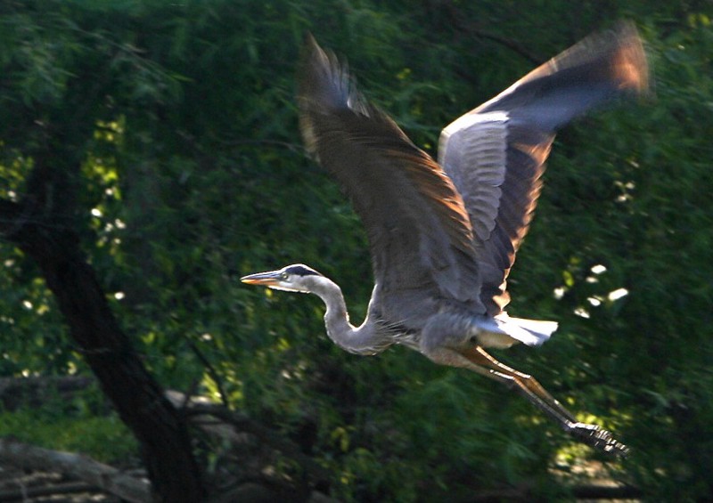 A great blue heron flies by the bank of the Anacostia River. CREDIT: AP Photo/Jacquelyn Martin