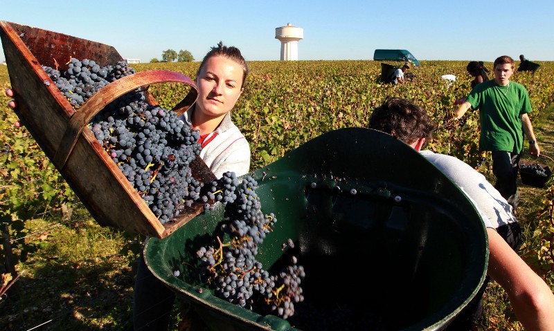 Helene Guiral a seasonal worker, collects red grape in the vineyards of the famed Chateau Haut Brion, a Premier Grand Cru des Graves, during the grape harvest in Pessac-Leognan, near Bordeaux, southwestern France. Studies suggest that regions here and elsewhere will eventually become too hot for traditionally grown grapes. CREDIT: AP PHOTO/BOB EDME