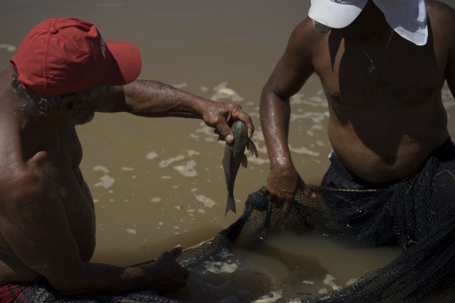 In this Nov. 21, 2015 photo, a fisherman holds a fish over a net in a temporary pool built to protect some of the creatures that inhabit the Doce River from polluted waters, in Colatina, Brazil. CREDIT: AP Photo/Leo Correa