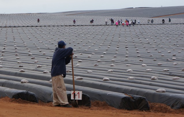FILE — In this Sept. 25, 2014 file photo, day laborers work in a strawberry field as they prepare the field for planting in the Valle de San Quintin in the municipality of Ensenada, south of Tijuana in Baja California, Mexico. (AP Photo/Omar Millan, File) CREDIT: AP Photo/Omar Millan, File