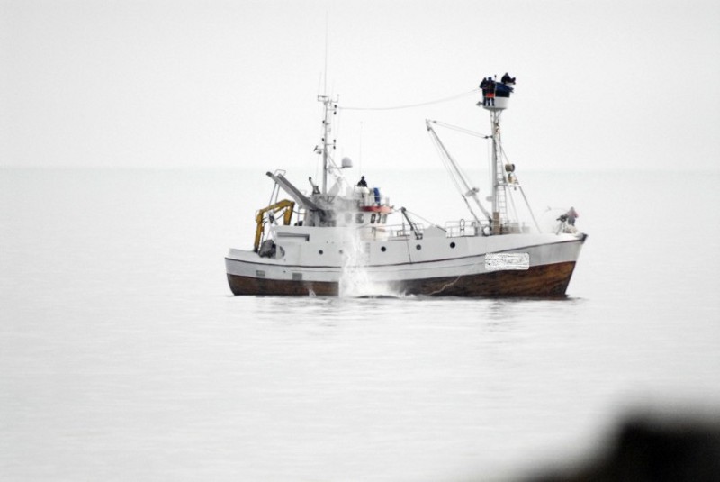 A Norwegian whaling vessel harpoons a whale. CREDIT: EIA