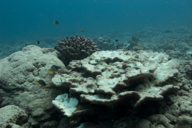 Bleached, dying reefs, murky waters. CREDIT: Danielle Claar, University of Victoria