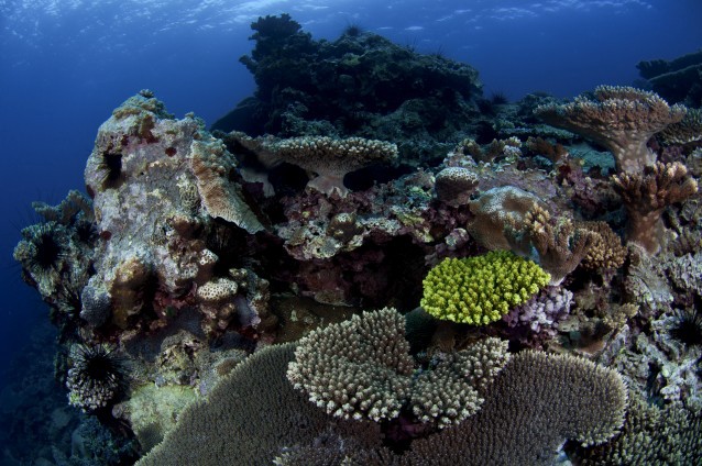 Coral reef off the coast of Rapa. CREDIT: Pew Charitable Trusts