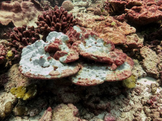 White areas indicate bleaching. CREDIT: Julia Baum, University of Victoria