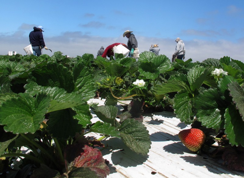 In this photo from Tuesday, May 10, 2011, farm workers weed strawberry rows on a field outside Salinas, Calif. The strawberry field fumigant methyl iodide is being pulled from the U.S. market by its Tokyo manufacturer. Arysta LifeScience Inc. confirmed in a news release late Tuesday, March 20, 2012 that it was immediately suspending the sale of all formulations of the fumigant Midas, saying the decision is based on its economic viability in the United States. (AP Photo/Gosia Wozniacka) CREDIT: AP PHOTO/GOSIA WOZNIACKA)