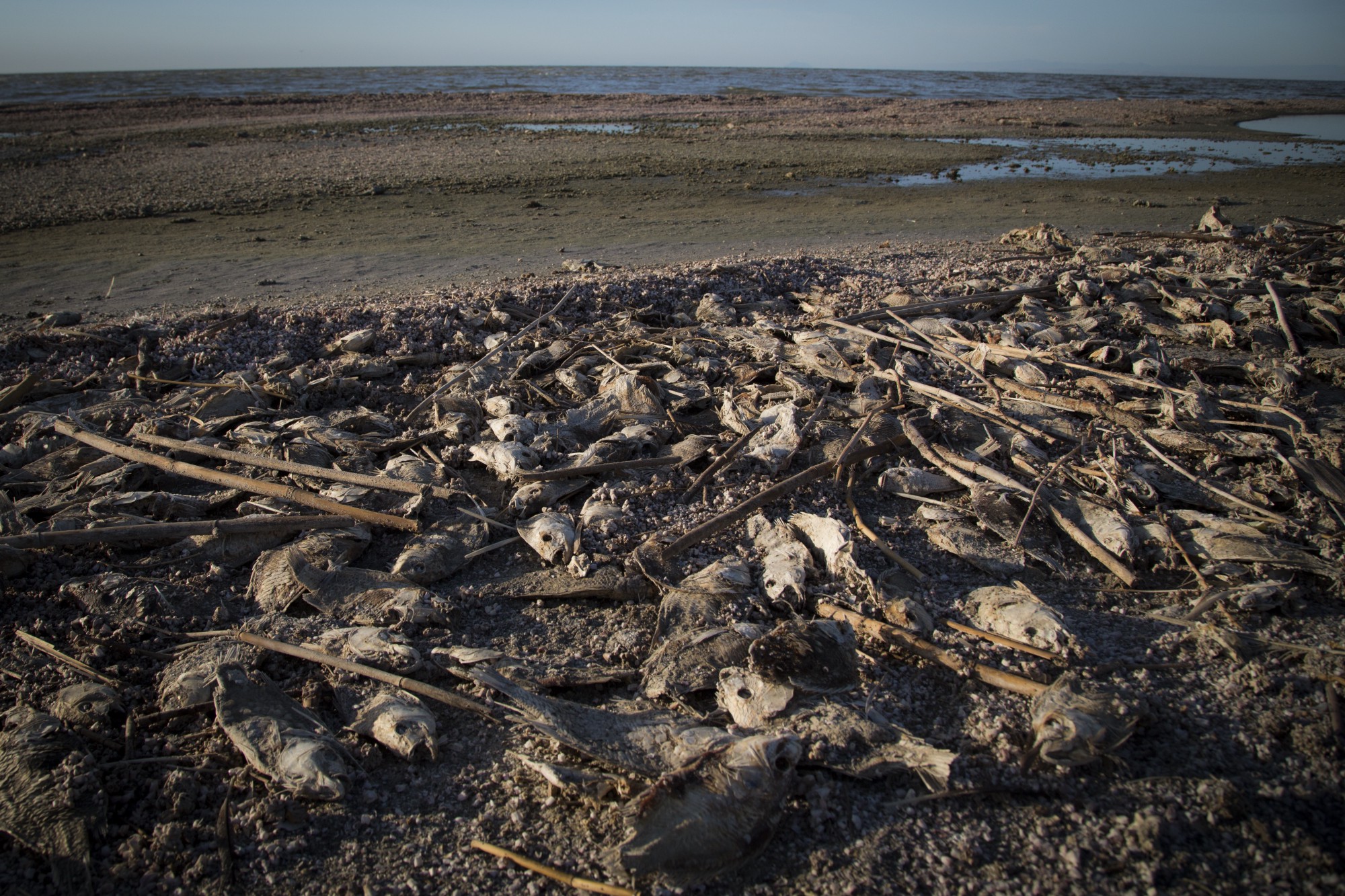 Dead tilapia lines the shores of the Salton Sea, California’s largest lake. Located in Imperial County, the manmade Salton Sea is drying up fast, threatening the fate of fish, migratory bird species and even public health as exposed playa will create dust bowls, harming an area known for high asthma rates and high levels of air pollution. CREDIT: ALEJANDRO DAVILA FRAGOSO