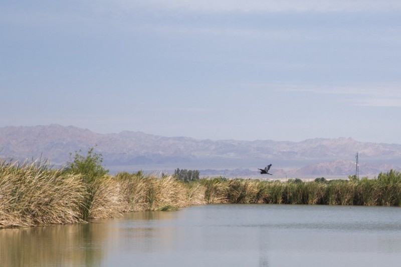 A bird flies over an Imperial Irrigation District managed marsh some 20 miles south of the Salton Sea. CREDIT: Alejandro Davila Fragoso