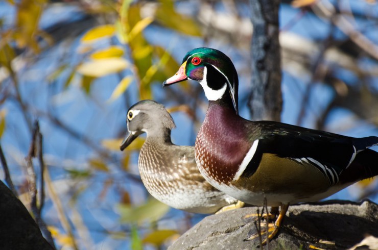 The wood duck has been a North American conservation success story. CREDIT: shutterstock
