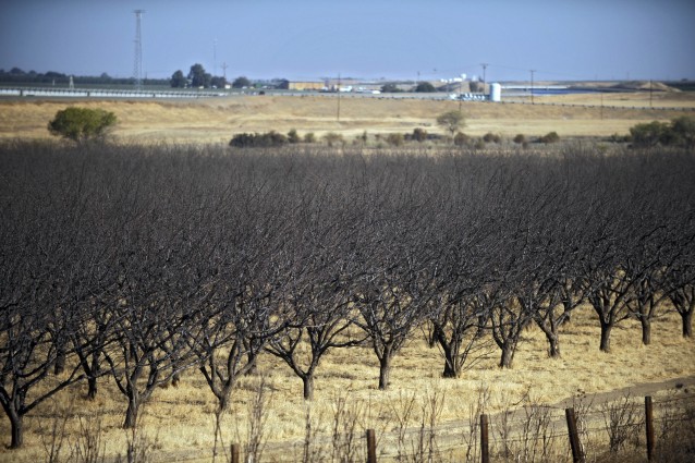 Dead almond crop CREDIT: AP Photo/Russel A. Daniels