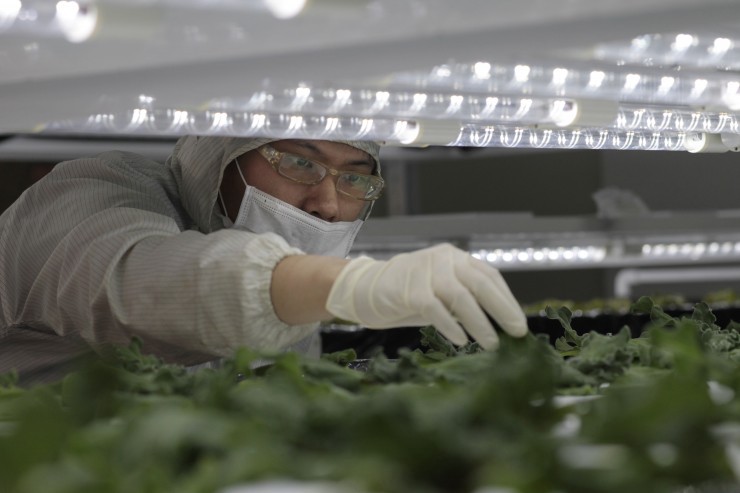 In this photo taken Thursday, March 19, 2015, young South African “Ice Plants” are trimmed by a technician as they sit under LED light panels in the TingMao Agricultural Biotechnology grow room in Taipei, Taiwan. CREDIT: AP Photo/Wally Santana