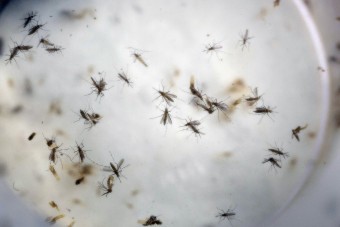 Aedes aegypti mosquitoes are seen in a mosquito cage at a laboratory in Cucuta, Colombia. CREDIT: AP Photo/Ricardo Mazalan