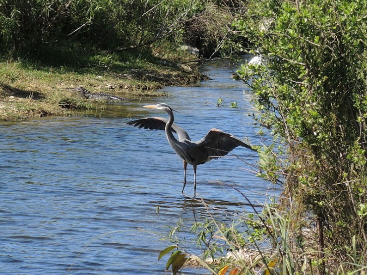 CREDIT: wikimedia commons