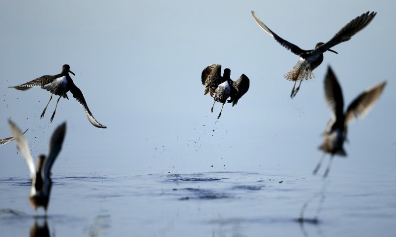 Birds take flight from the Salton Sea. Located on what is called the “Pacific flyway,” heavy migrations of waterfowl, marsh and seabirds take advantage of the Salton Sea during spring and fall. CREDIT: (AP Photo/Gregory Bull)