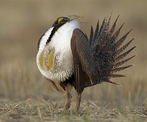 The Greater Sage Grouse. CREDIT: Shutterstock