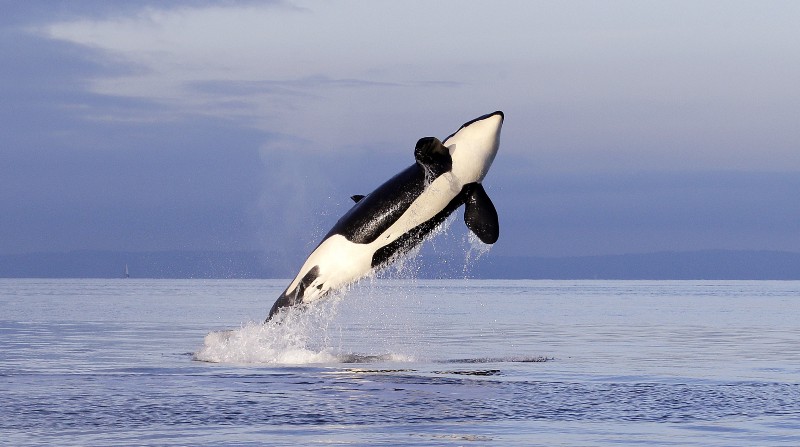 An endangered female orca leaps from the water while breaching in Puget Sound west of Seattle. CREDIT: AP PHOTO/ELAINE THOMPSON