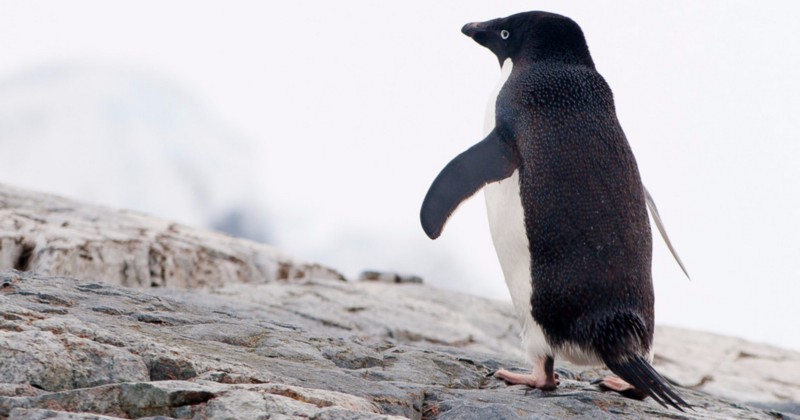 An Adelie penguin surveys the landscape from a rock slope on Petermann Island, Antarctica CREDIT: FLICKR/MARIE AND ALISTAIR KNOCK