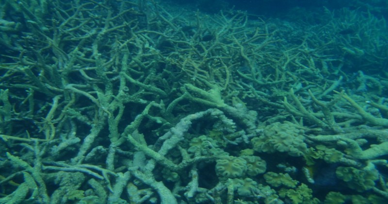 CREDIT: FLICKR/DARYL MANNING