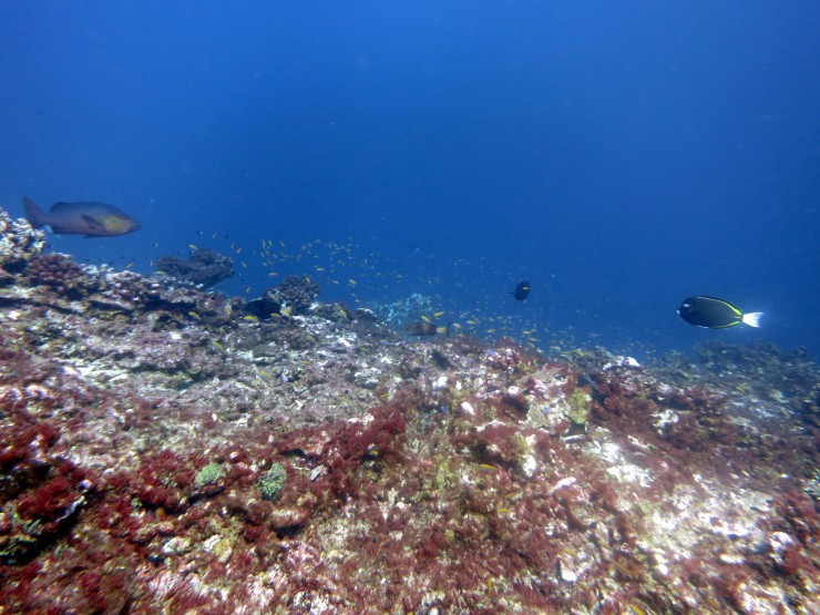 This photo provided by NOAA, taken in May 2016 shows bleaching and some dead coral around Jarvis Island, which is part of the U.S. Pacific Remote Marine National Monument. CREDIT: NOAA/Bernardo Vargas-Angel via AP