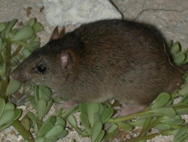 A Bramble Cay melomys in 2002. CREDIT: Ian Bell, EHP