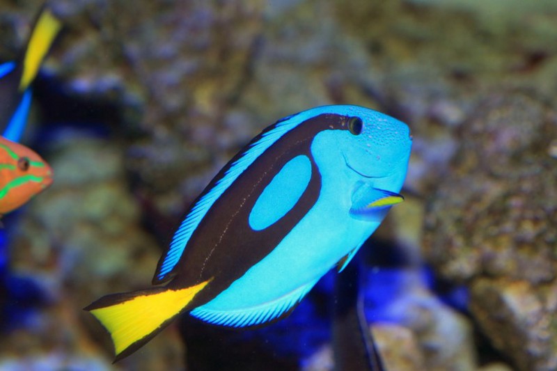 A blue tang, the starring species in Finding Dory. CREDIT: shutterstock