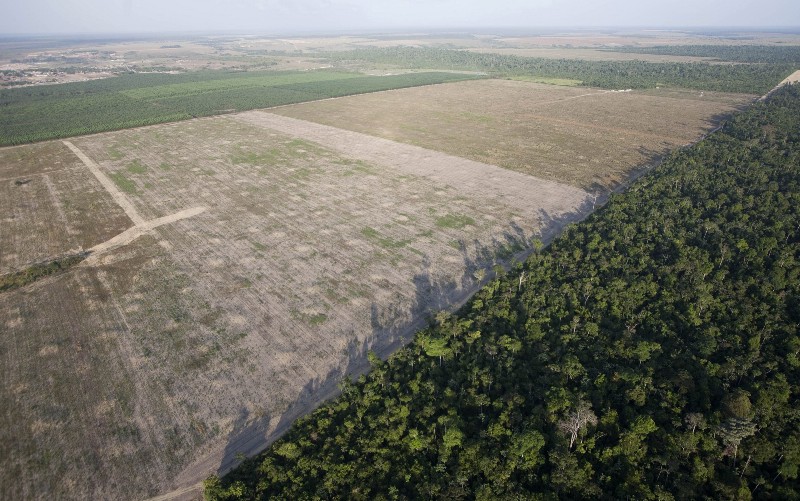 Cattle Grazing Is Now Causing Massive Deforestation Hotspots In The ...