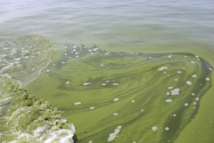 An algae bloom covers Lake Erie near the City of Toledo water intake crib about 2.5 miles off the shore of Curtice, Ohio. CREDIT: AP Photo/Haraz N. Ghanbari, File