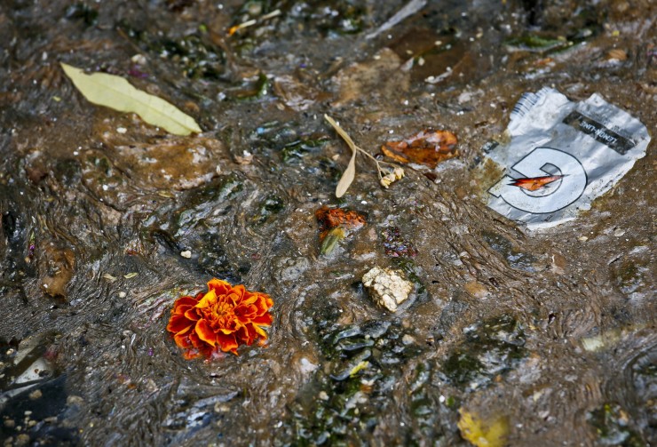 A flower floats along in a sewage run-off on Brooklyn’s Gowanus Canal, in New York. CREDIT: AP Photo/Bebeto Matthews
