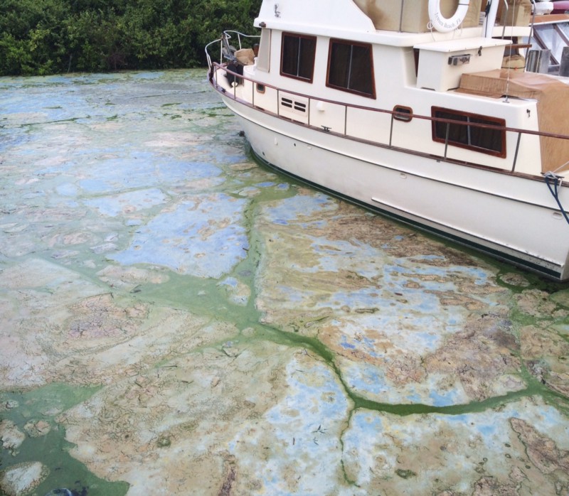 Algae covered water at Stuart’s Central Marine boat docks is thick, Thursday, June 30, 2016, in Stuart, Florida. The blue-green algae is the latest contaminant in years long arguments over water flowing from Lake Okeechobee. CREDIT: AP PHOTO/TERRY SPENCER