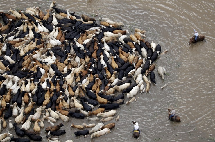 Cattle are herded through floodwaters toward higher ground, Saturday, June 4, 2016, near Chenango, Texas.