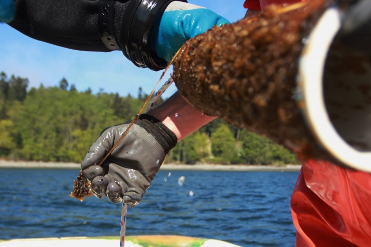 Scientists with the Puget Sound Restoration Fund, inspect a spool holding twine full of young kelp in a boat on Washington state’s Hood Canal. CREDIT: AP Photo/Manuel Valdes