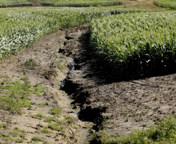 In this July 26, 2013, photo, erosion is seen in a cornfield that was recently converted from pasture near Lineville, Iowa CREDIT: AP Photo/Charlie Riedel