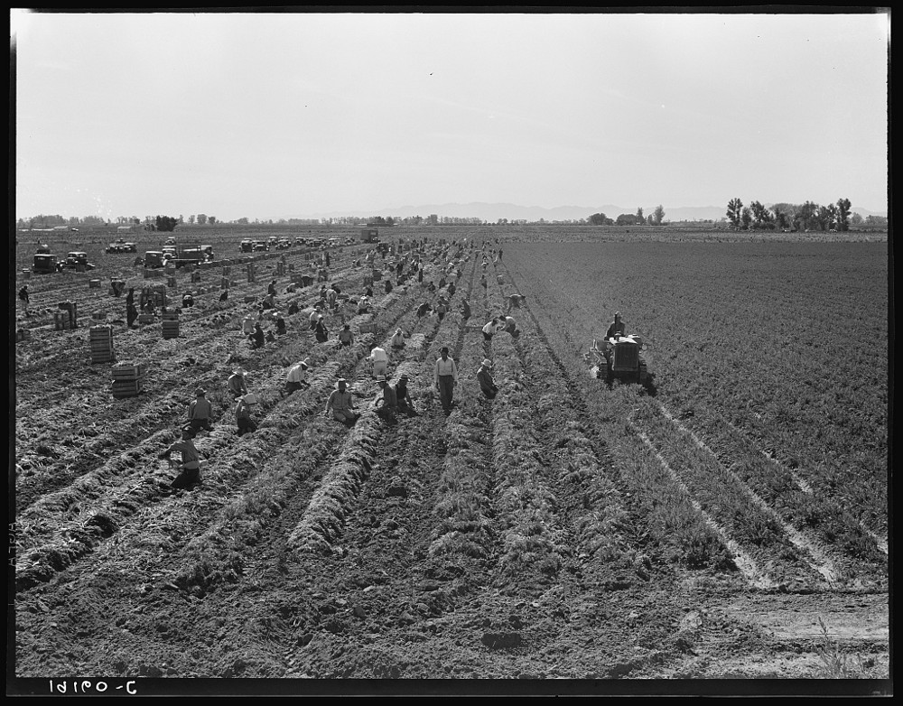 Pickers pull, clean, tie, and crate carrots in Holtville, Imperial County’s easternmost city and at one time the largest carrot producer in the world. CREDIT: LIBRARY OF CONGRESS/DOROTHEA LANGE