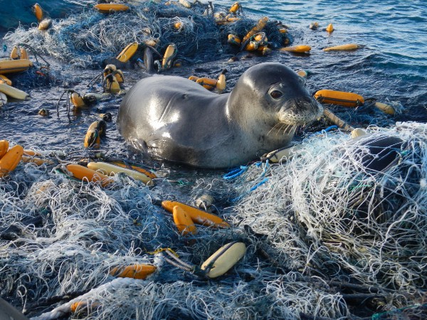 A Hawaiian monk seal is hauled out of a large net at Papahānaumokuākea Marine National Monument. CREDIT: NATIONAL OCEANIC AND ATMOSPHERIC ADMINISTRATION.