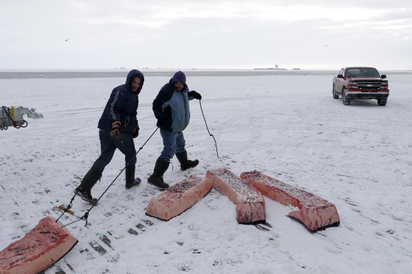Men haul sections of whale skin and blubber, known as muktuk, from a slain bowhead whale near Barrow, Alaska. CREDIT: AP PHOTO/GREGORY BULL