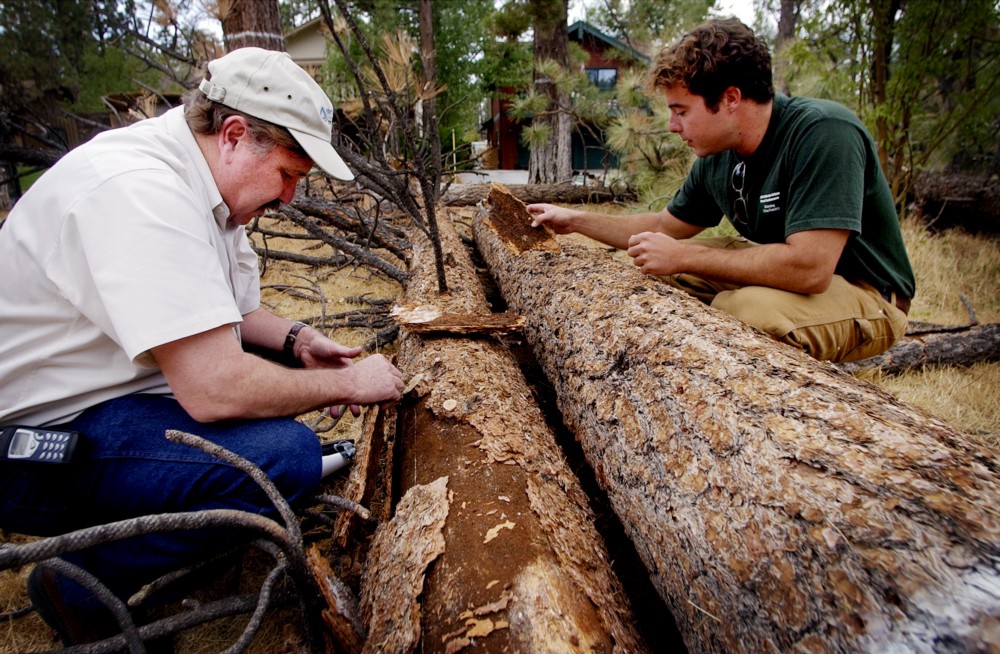 National Resource Conservation Service foresters examine the bark of a pine tree killed by forest beetles during a forest clearing program in Big Bear Lake, CA, in 2004. CREDIT: AP/REED SAXON