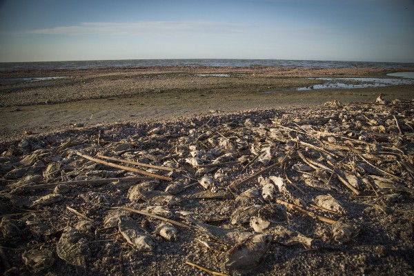 Dead tilapia line the shores of the Salton Sea, California’s largest lake. CREDIT: ALEJANDRO DAVILA FRAGOSO