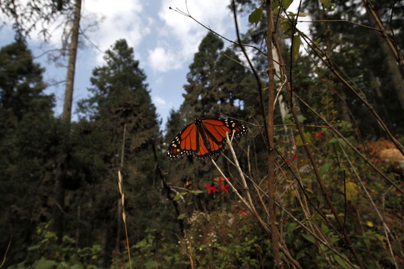 A Monarch butterfly sits on a branch at the Sierra Chincua Sanctuary, in the mountains of Mexico’s Michoacan state. High avocado prices in 2016 have fueled deforestation in Michoacan state, where farmers cut down pines to clear the way for more avocado trees. Michoacan’s forests contain much of the wintering grounds of the monarch butterfly. CREDIT: AP Photo/ Marco Ugarte.