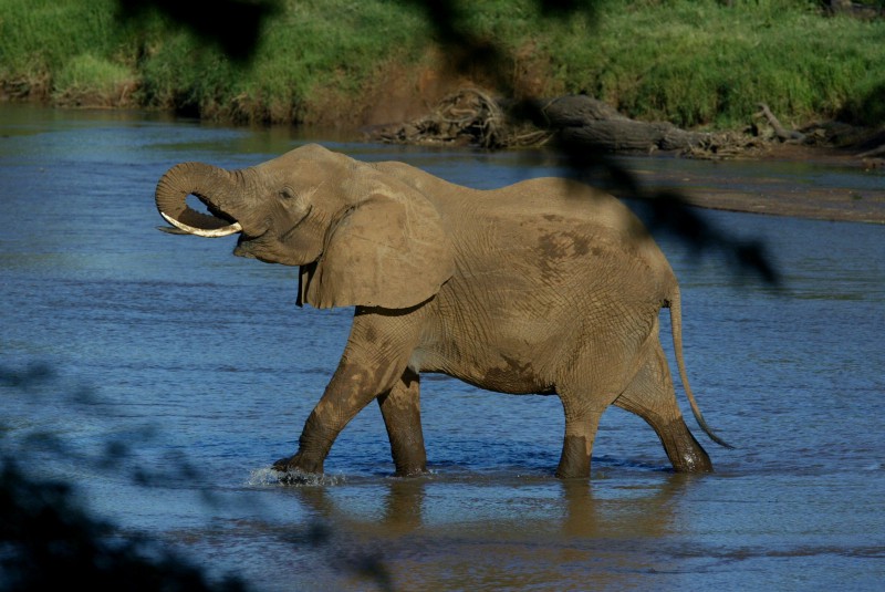 African elephant. CREDIT: AP/KAREL PRINSLOO