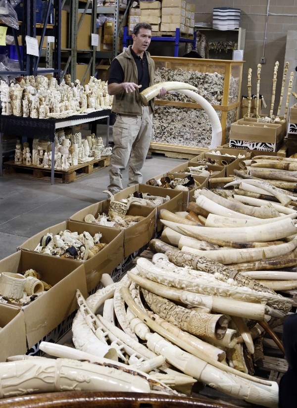tons of ivory at the the National Wildlife Property Repository at the Rocky Mountain Arsenal National Wildlife Refuge. CREDIT: AP/ED ANDRIESKI