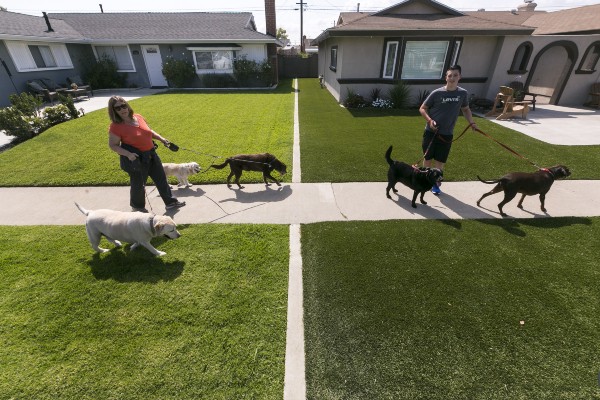 Martha Mattison, left, helps out her son Jacob, 14, with his dog walking business as they walk past recently installed synthetic grass, seen at right, in Garden Grove, CA. CREDIT: AP/Damian Dovarganes