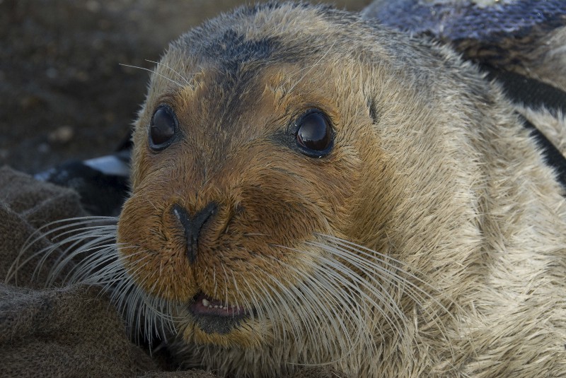 Does this face say “arbitrary and capricious” to you? CREDIT: Michael Cameron/NOAA Fisheries Service via AP