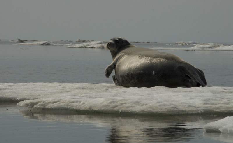 CREDIT: Michael Cameron/NOAA Fisheries Service via AP